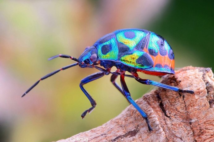 Жук ольхоед