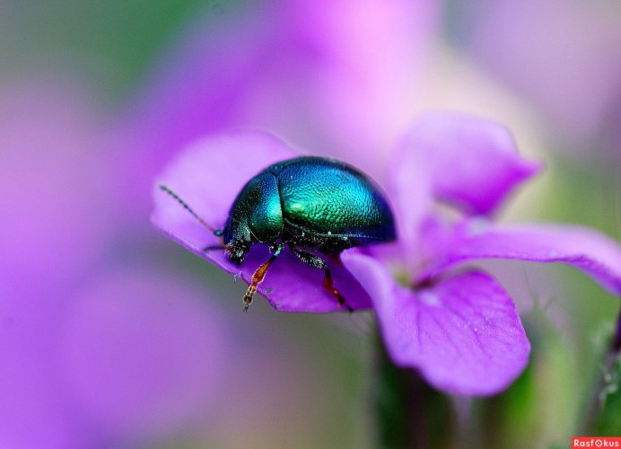 Жук Листоед макрофотография