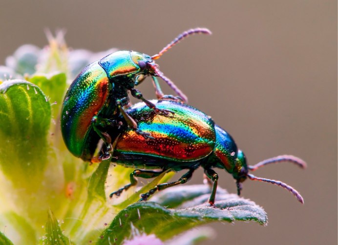 Жук под макросъемкой