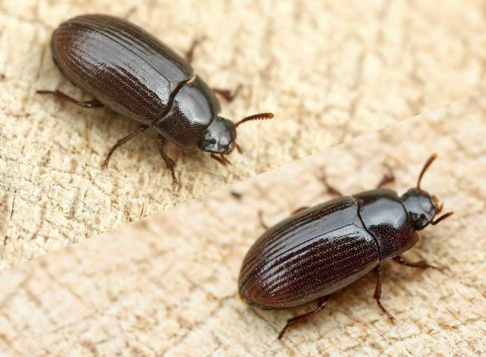 Перламутровый Жук