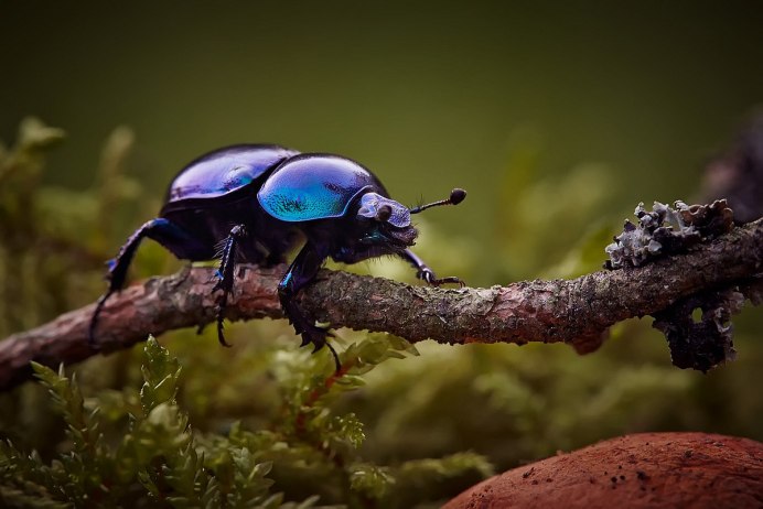 Зеленый Жук ЮКО