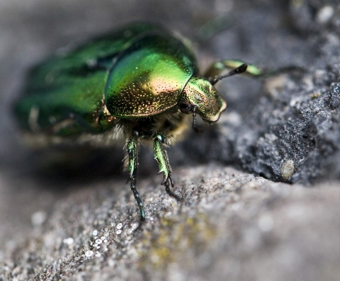 Жук Chrysolina cerealis