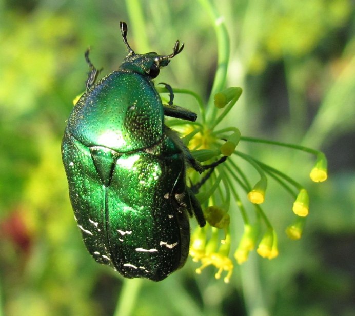 Пища хамелеона