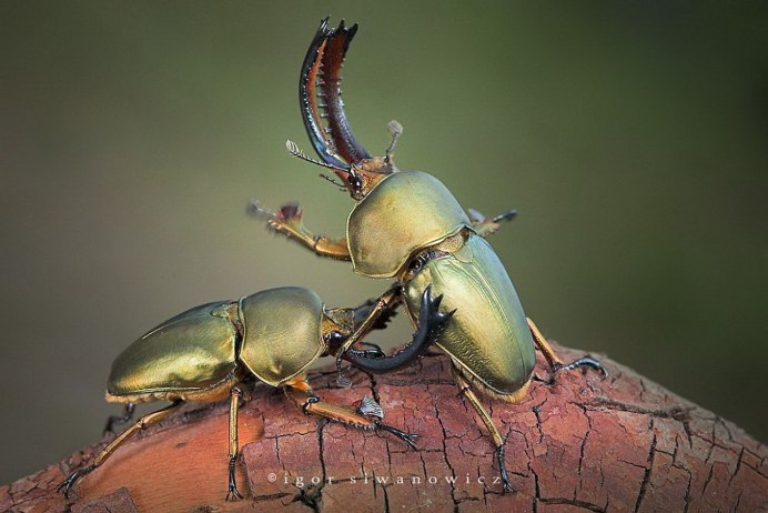 Бронзовка Жук фиолетовый