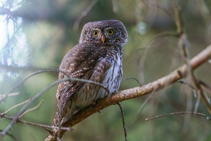 Домовый Сыч Athene Noctua Scopoli, 1769