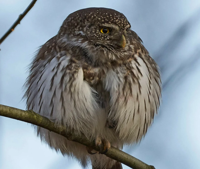 Northern saw-whet Owl