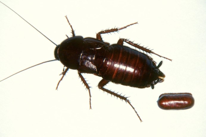 Восточные тараканы Blatta orientalis