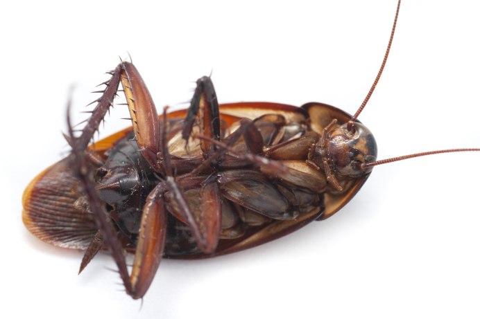 Blatta orientalis таракан
