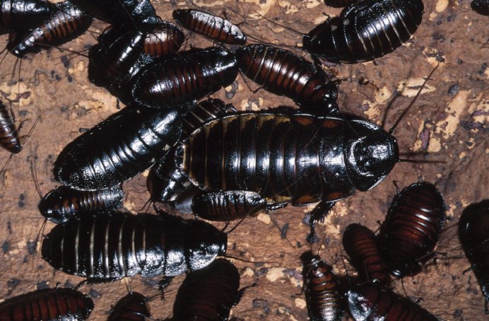 Таракан черный (Blatta orientalis)