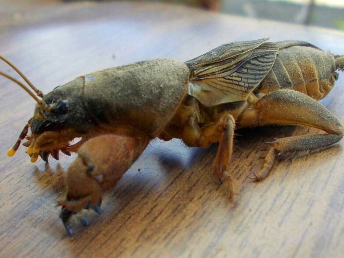 Hemiptera личинка