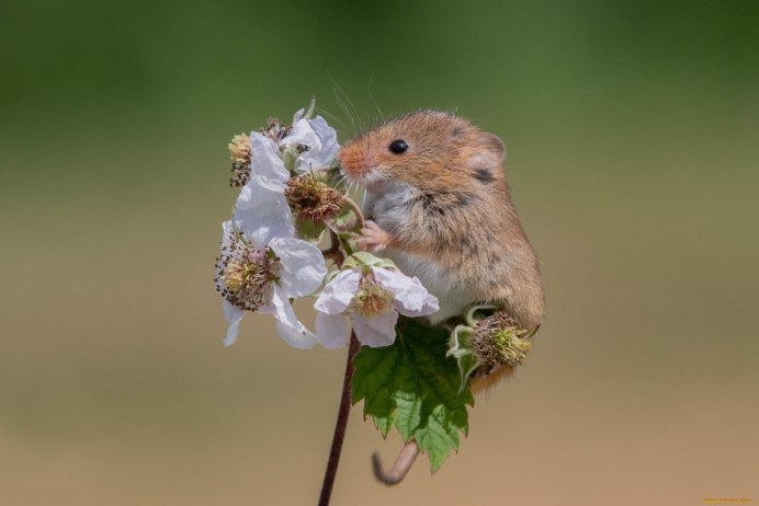 Apodemus sylvaticus