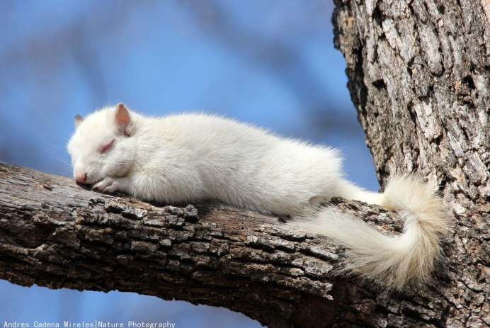 Белка с альбинизмом