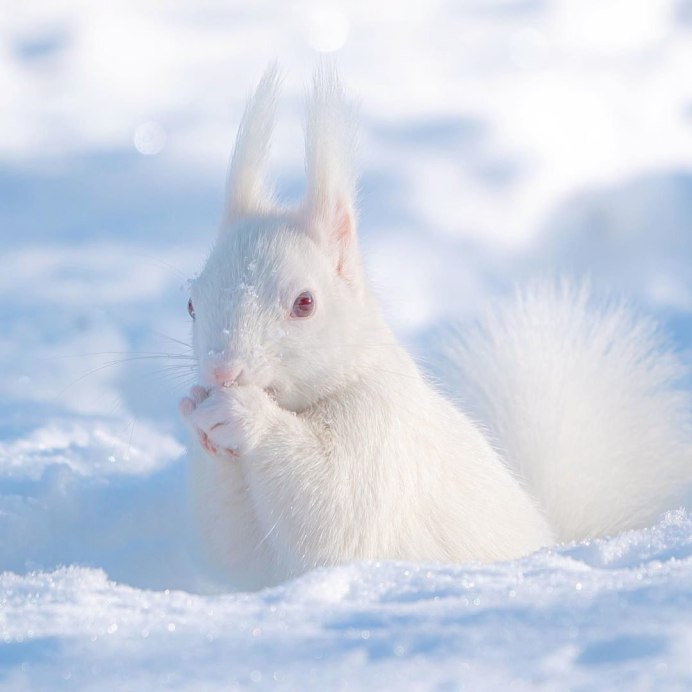 Белка с белым хвостом