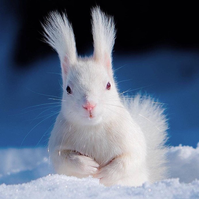 Белоснежная белка