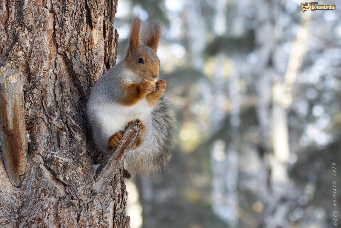Обыкновенная белка серая