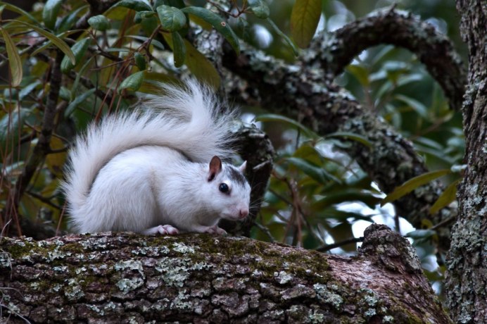 Белка альбинос в России