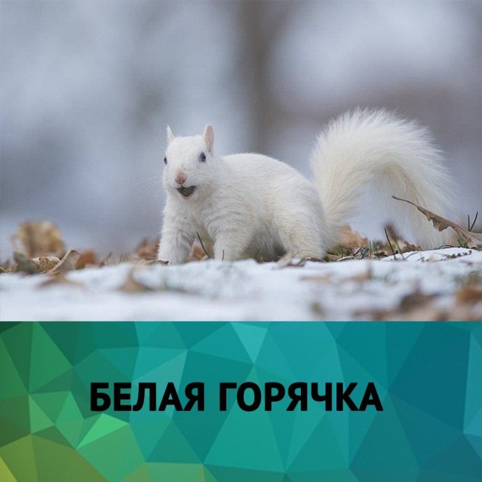 Белая белка