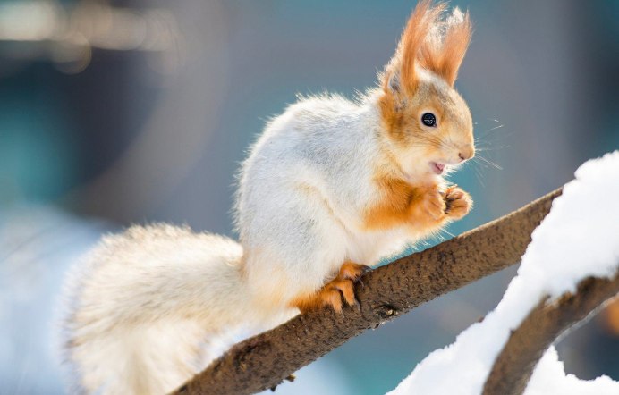 Белка альбинос