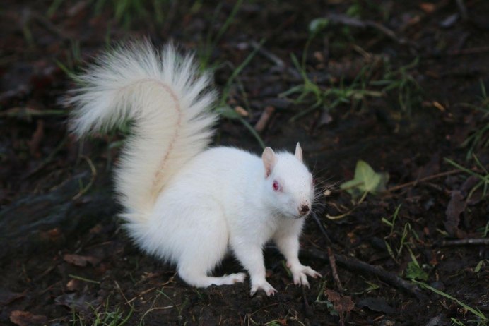 Белка альбинос