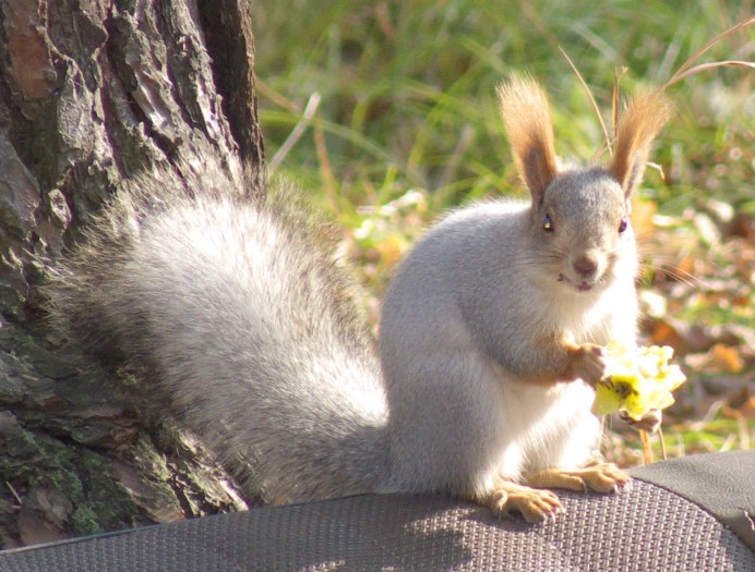 Белка альбинос