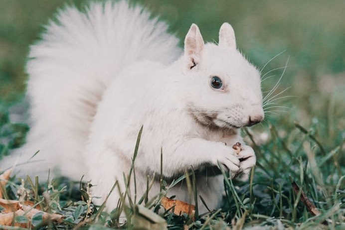 Белая белка Эстетика