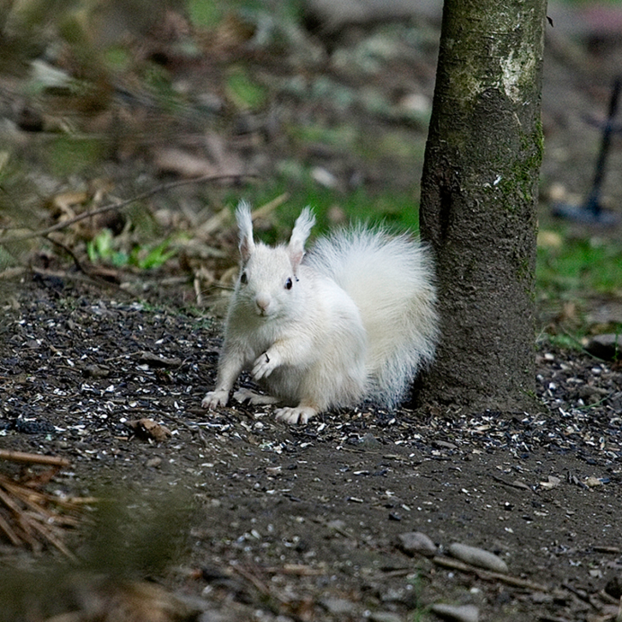Белка с белым хвостом
