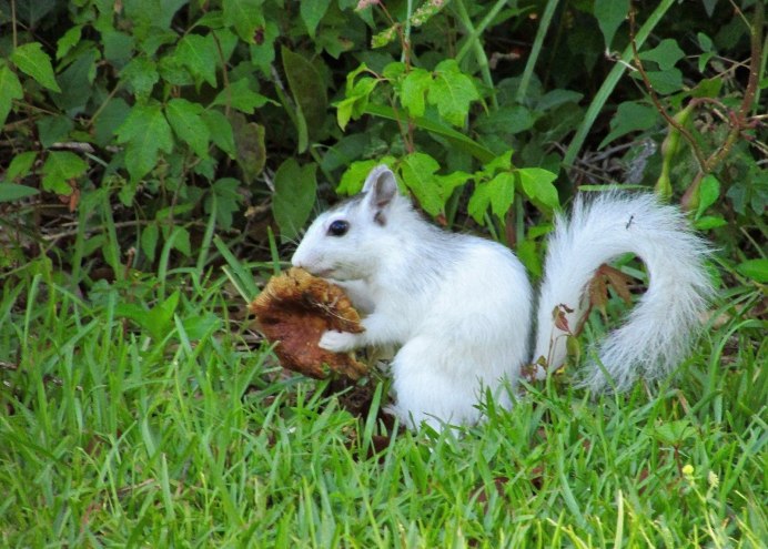 Белка альбинос