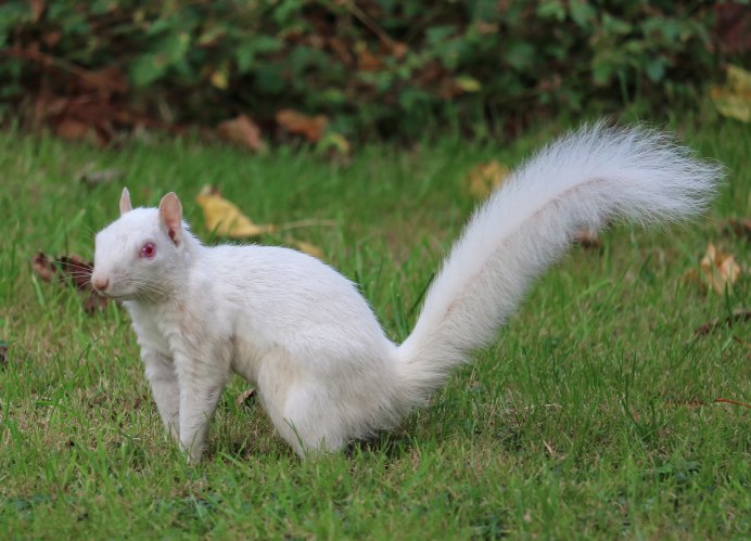 Белая белка