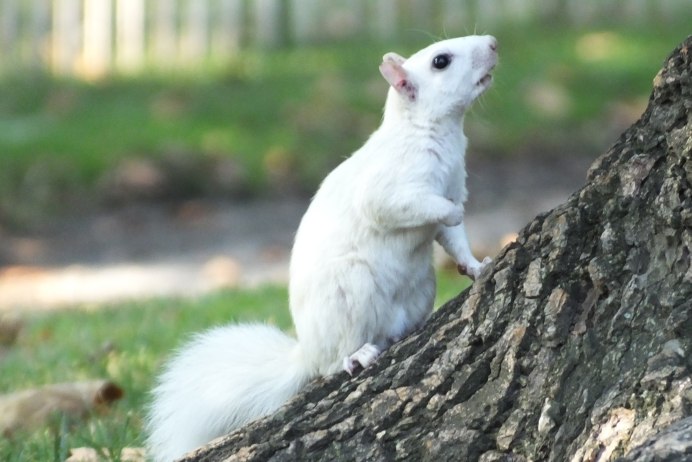 Белесая белка