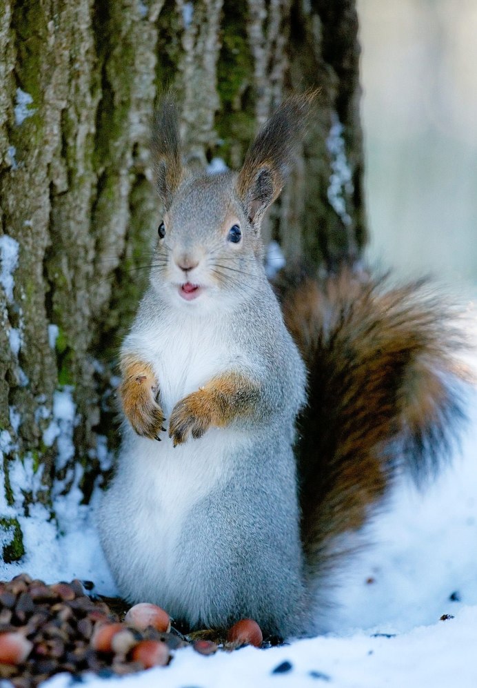 Белка альбинос