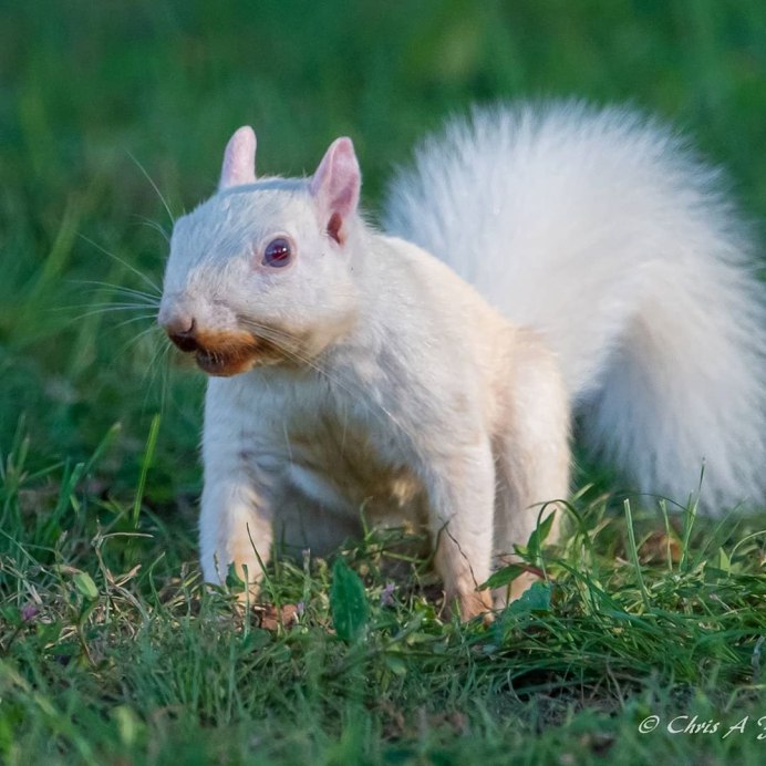 Животный мир Грызуны