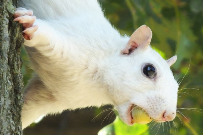 Белоснежная белка