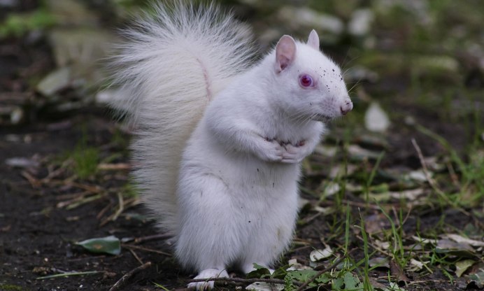 Белая белка