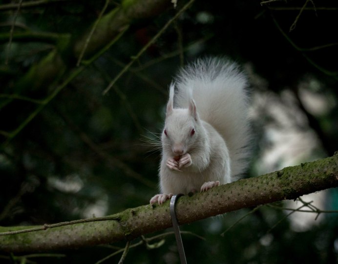 Обыкновенная белка альбинос