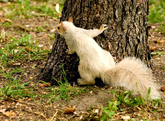 Вид -белая белка