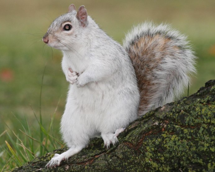 Белая белка