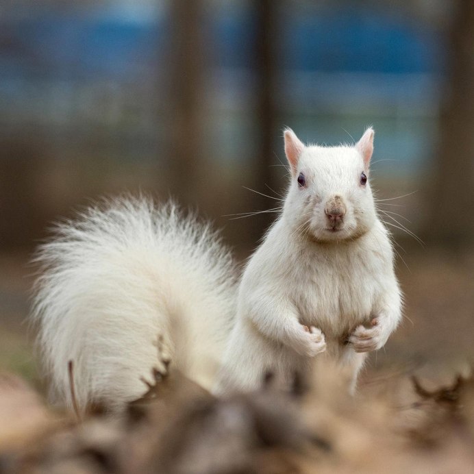 Белка альбинос в России