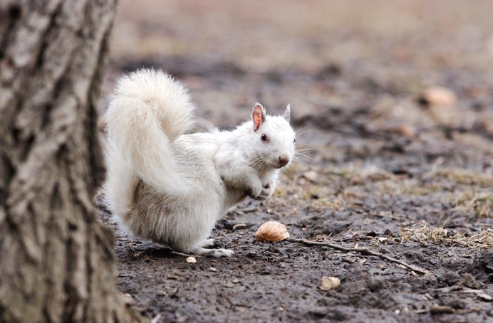 Белка альбинос в России