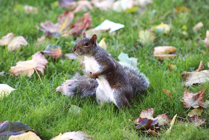 Белки крошки