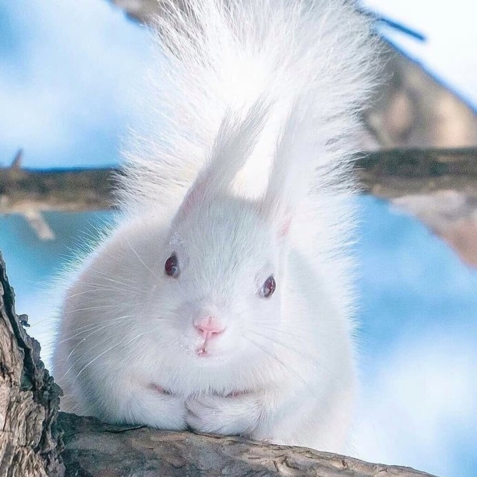 Белка альбинос в России