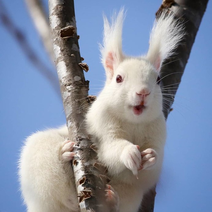 Белка альбинос в России