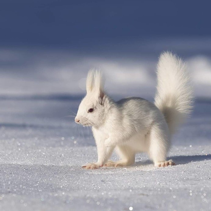 Американская белка