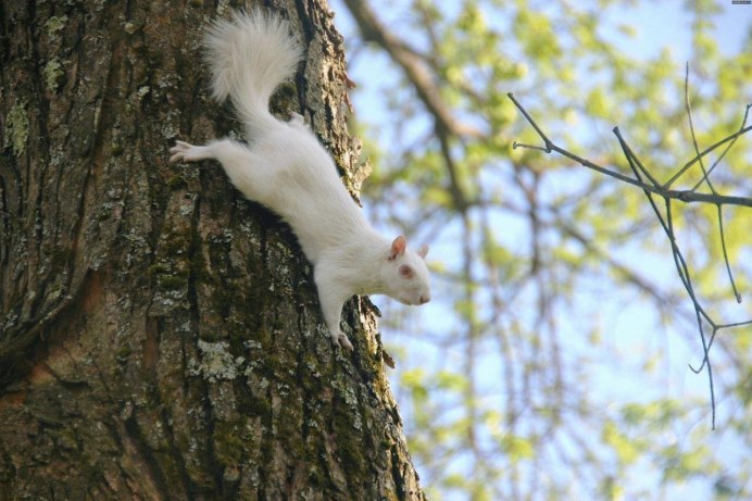 Бельчонок альбинос