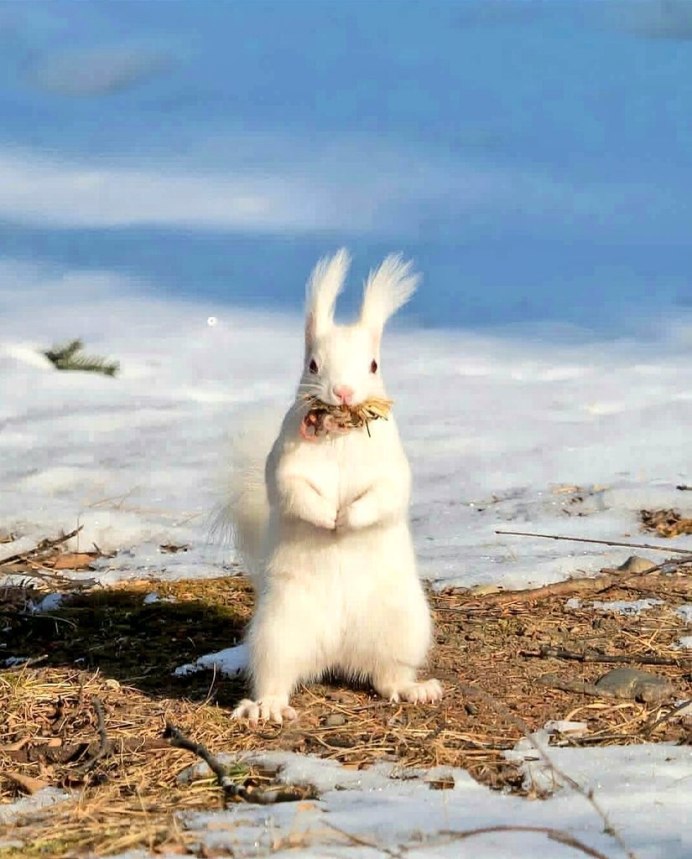 Полярная белка