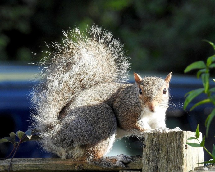 Белая белка