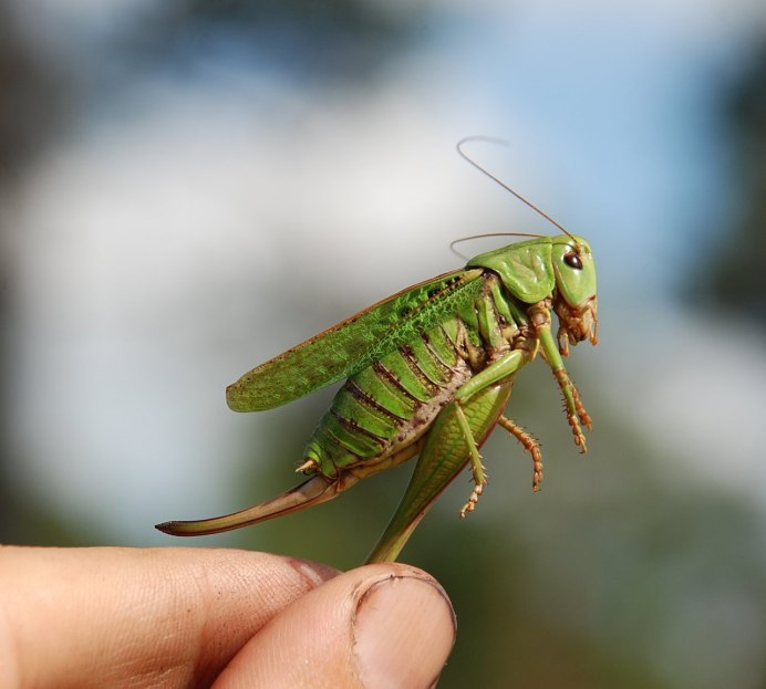 Углокрылый кузнечик