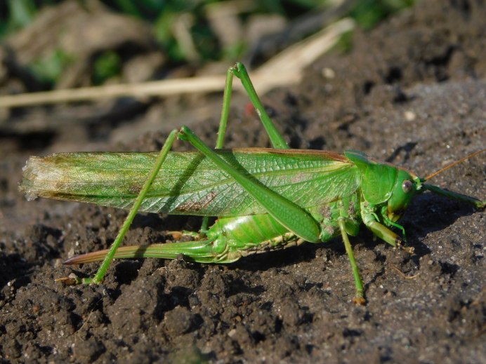 Дальневосточный кузнечик