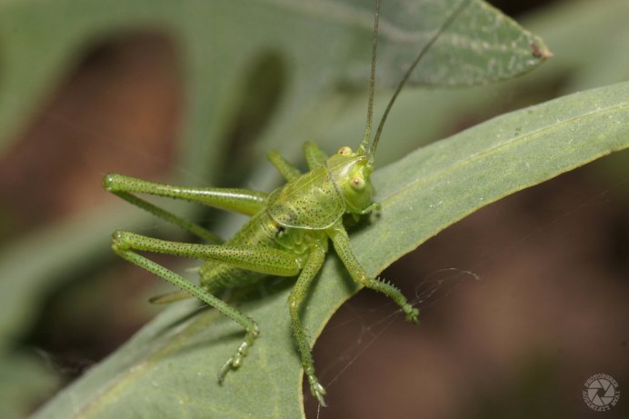 Зелёный кузнечик