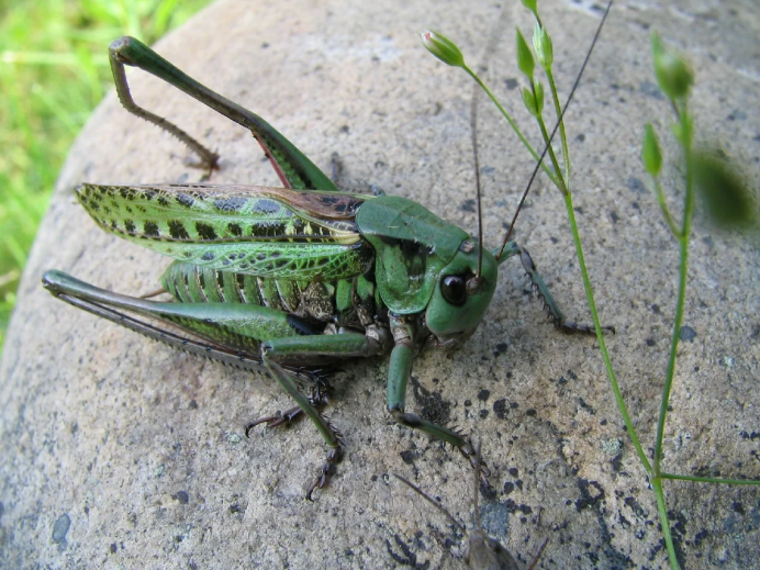 Сверчок лобастый