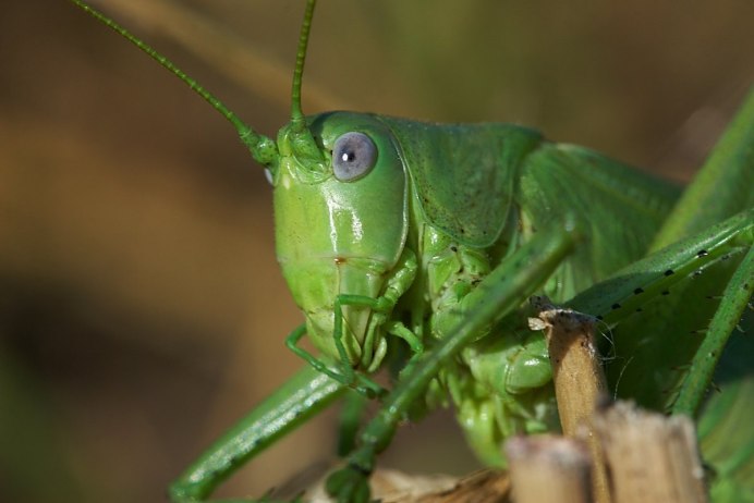 Chlorobalius leucoviridis